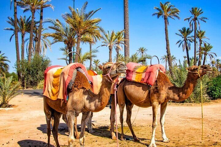 Camel Ride Experience in the Palm Grove – Marrakech