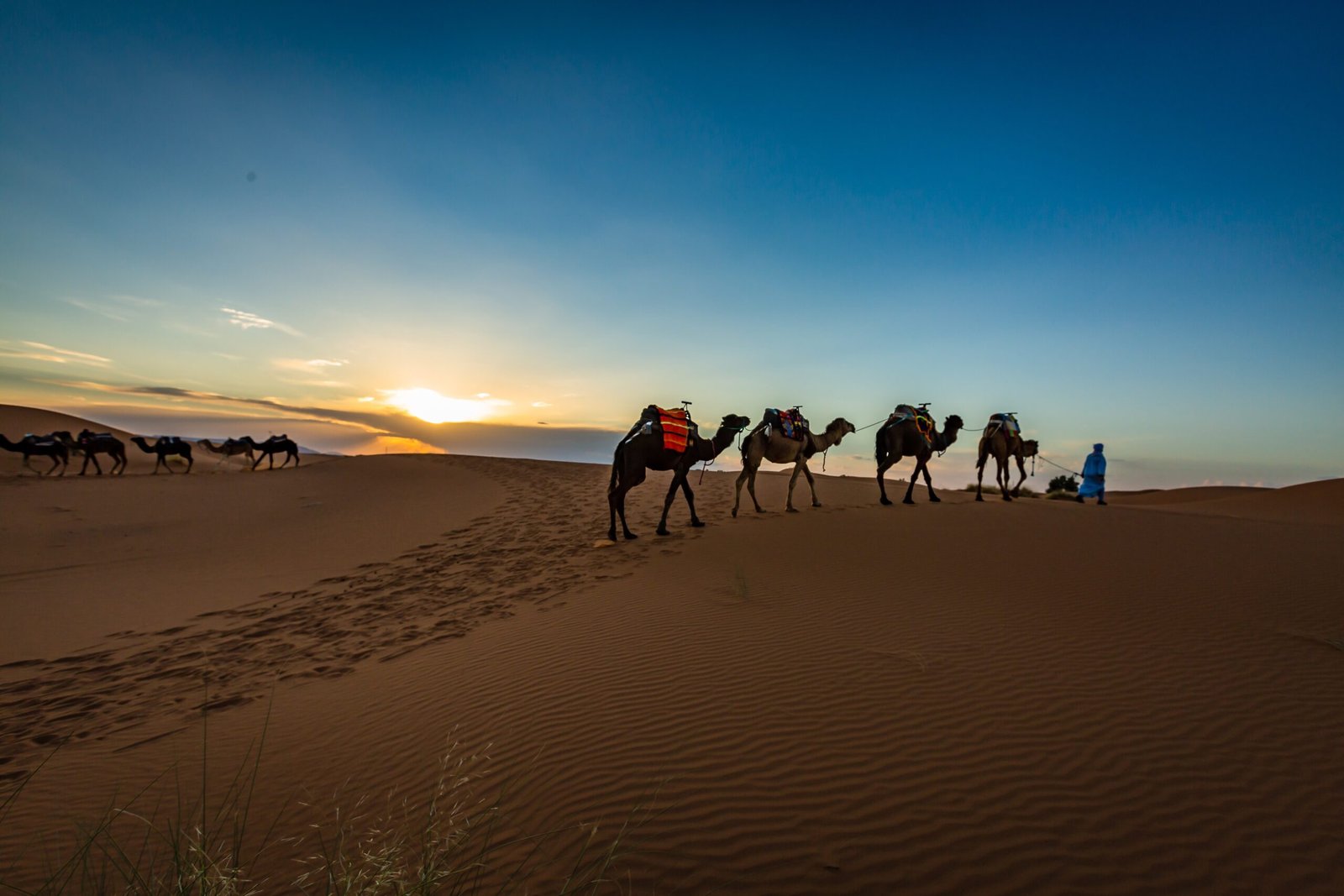 Camels at dusk walking on Sahara desert sand dunes